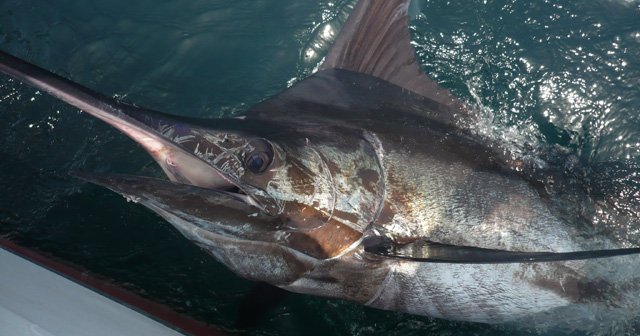 Marlin bleu de l’Atlantique lors d’une sortie de pêche sportive au Sénégal.