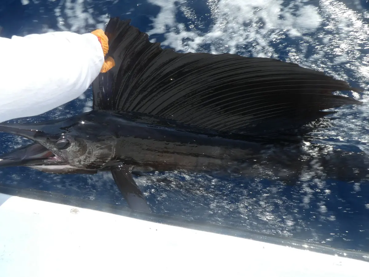 Pêche hauturière au Sénégal · Téranga Découvertes pêche hauturière au Sénégal — prise en pleine mer
