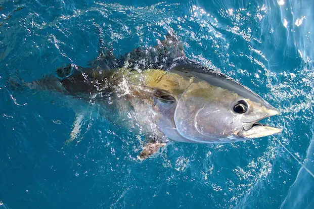 Pêche sportive au Sénégal · Téranga Découvertes pêche au thon — technique de pêche au Sénégal