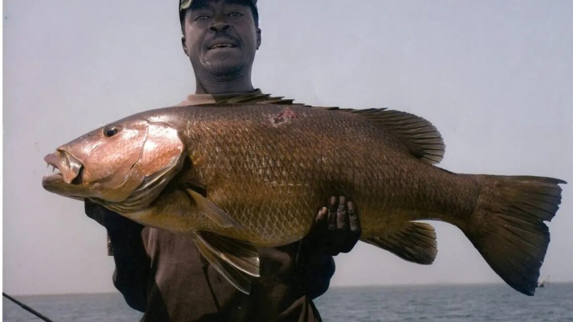 Guide de pêche au Sénégal avec carpe rouge Diabar géante dans le delta du Sine Saloum