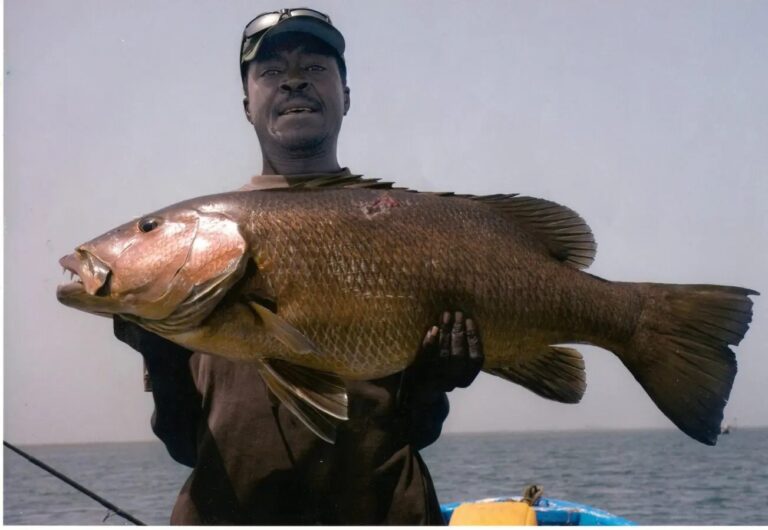 Séjour pêche au Sénégal – Delta Sine Saloum & Atlantique