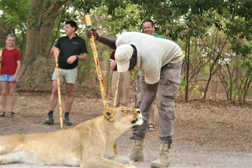 Fathala lion encounter 1024x683