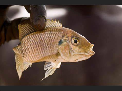 Petit poisson vif capturé à l'épervier lors d'une excursion de pêche avec Teranga Découvertes au Sine et Saloum, Sénégal.