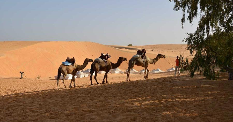 Balade à dos de chameaux dans le désert de Lompoul – séjour découverte au Sénégal avec Téranga Découvertes