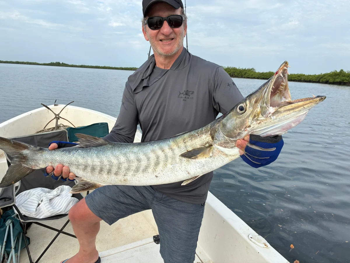 Barracuda impressionnant pêché au Sénégal dans le Sine Saloum