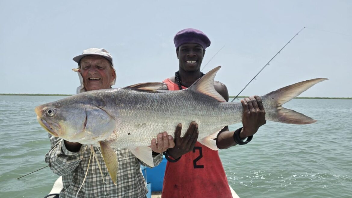 Deux pêcheurs présentent un énorme capitaine capturé dans le delta du Sine Saloum lors d'un séjour de pêche sportive au Sénégal.